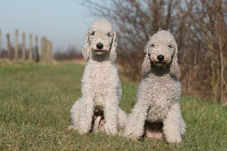 Best hypoallergenic dog breeds for families