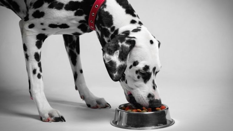 Choosing the right dog food for sensitive stomachs