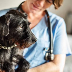 Common Health Issues In Dogs