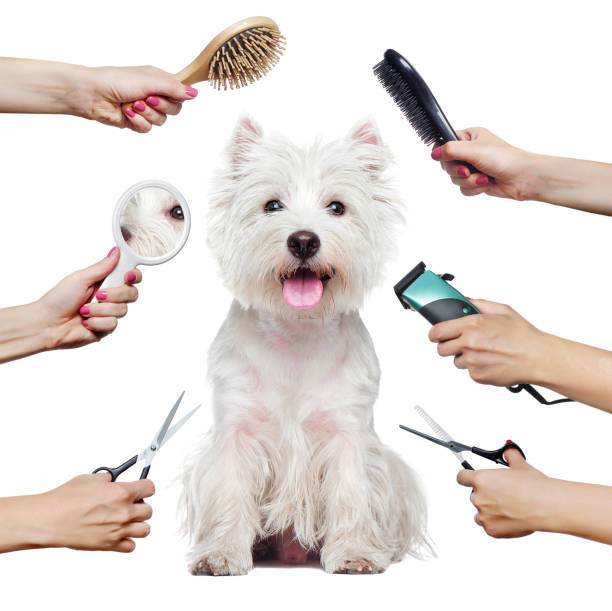 Dog Grooming Tips