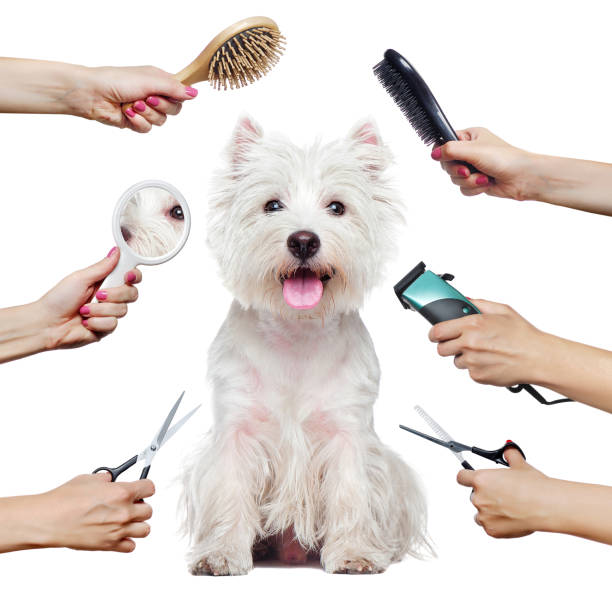 Dog Grooming Tips: Expert Dog Grooming Tips for A Well-Groomed Canine