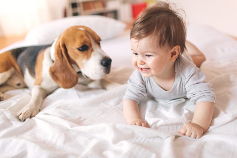 How to introduce your dog to a new baby