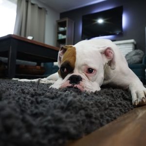 Managing Separation Anxiety In Dogs