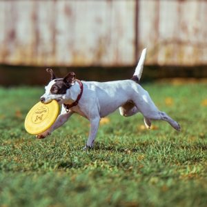 Agility Training for Dogs: Unleash Your Dog’s Inner Athlete