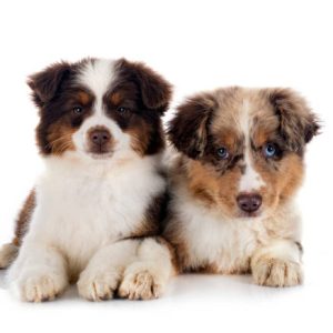 How to choose the right dog breed for your lifestyle