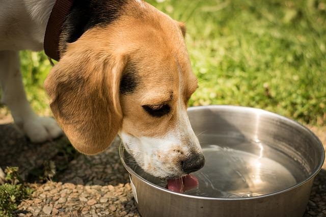 How To Get Your Dog To Drink Water After Surgery? (Effective Rehydrating Tips for dogs)