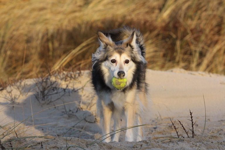 The Siberian Husky Coyote Mix: All You Need To Know