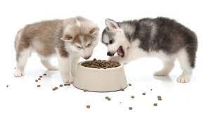 What is the best way to feed a husky? TOP TIPS FOR FEEDING YOUR NEW HUSKY!