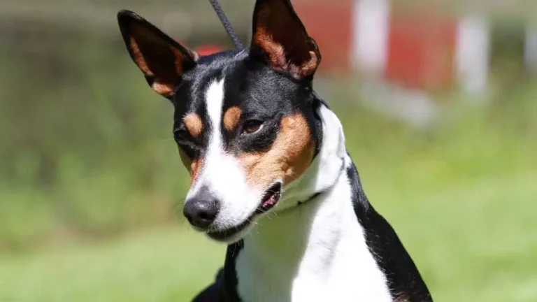 Are Rat Terrier mixes good dogs?