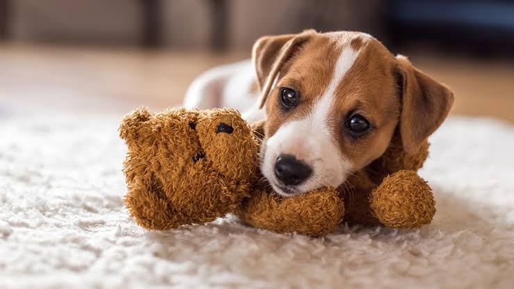 Common Puppy Mistakes: 4 Things New Owners Need To Know