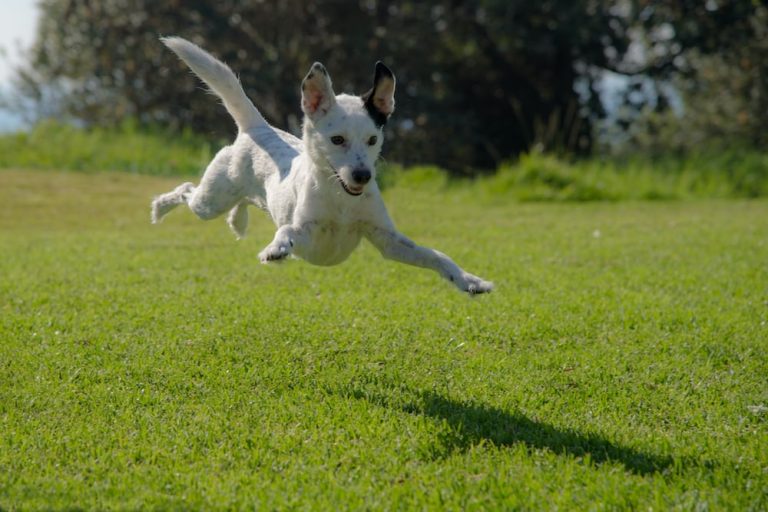 Expert Tips to Keep Your Dog from Jumping