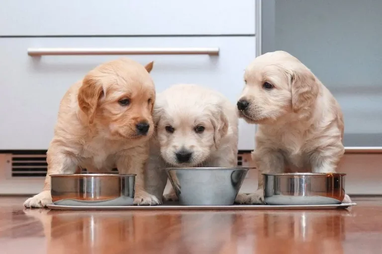 How and What should I feed my puppy?