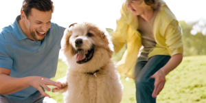 Hypoallergenic Dog Breeds for Allergic Families 2024