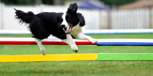 Unveiling the Most Intelligent Dog Breeds for Training 2024