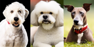 Low-Maintenance Dog Breeds for the On-the-Go Owner 2024