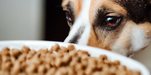 Best Grain-Free Dog Food for Allergies 2024